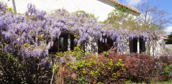 le gîte Glycine aux Coquilloux à Montpellier idéal 6 personnes